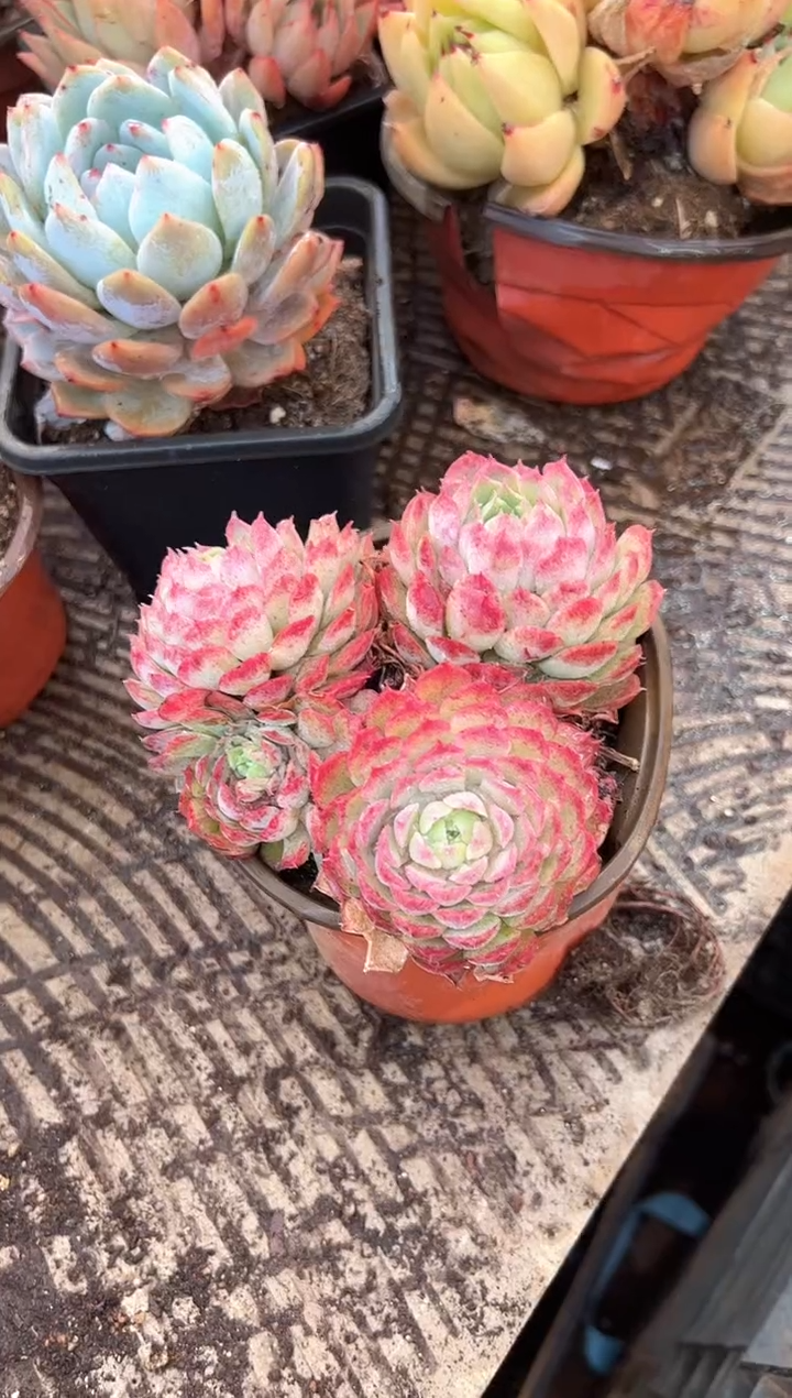 用****1多肉植物一物一拍31479