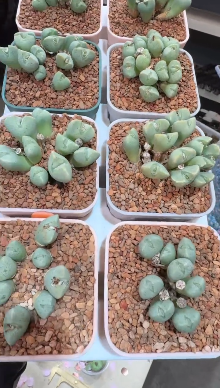 229多肉植物肉锥杂交一颗