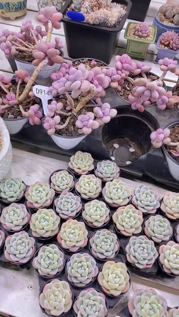 【闪购商品】D914-桃蛋老桩群-脱土