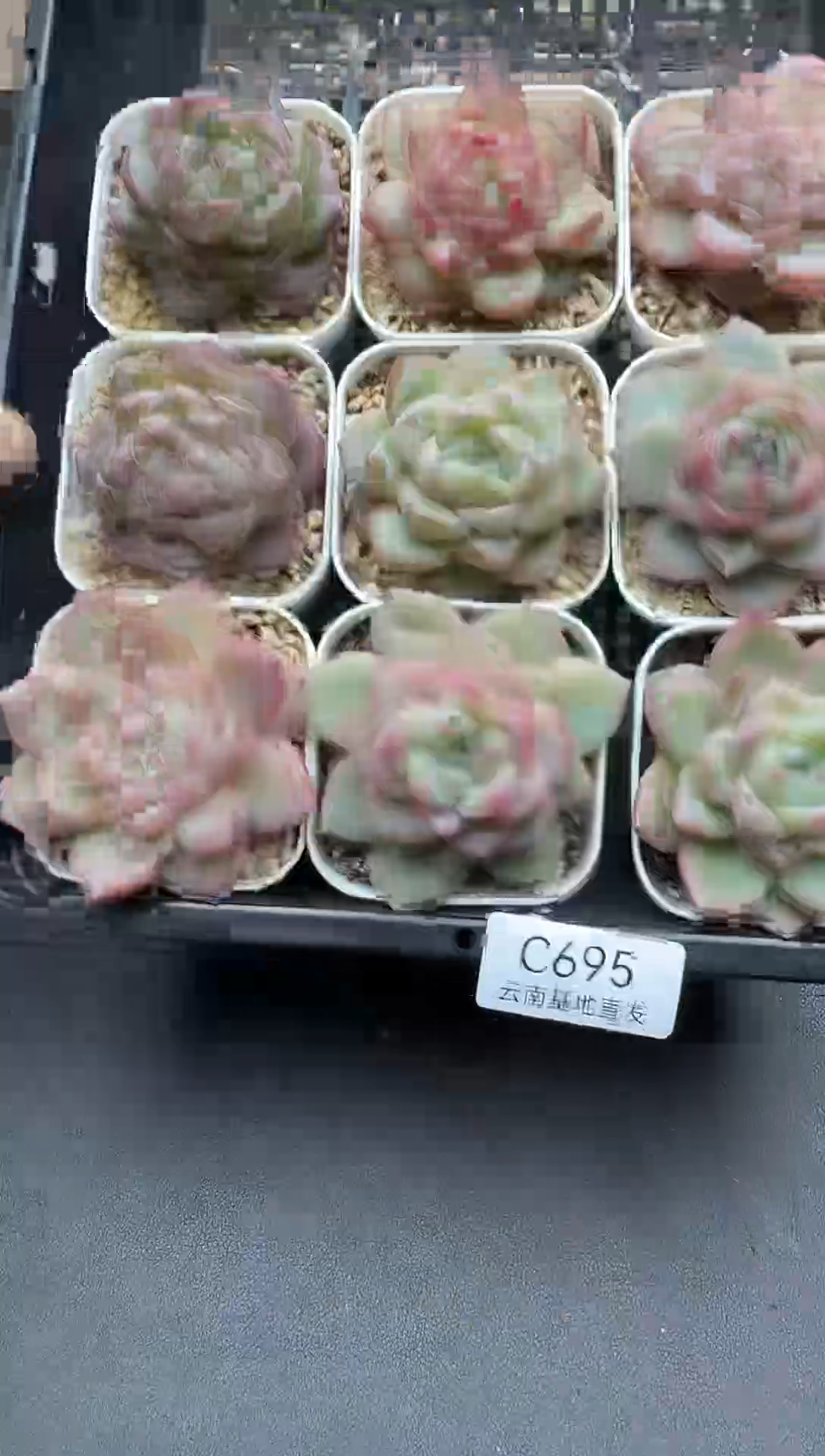 珍妮杂交多肉C695