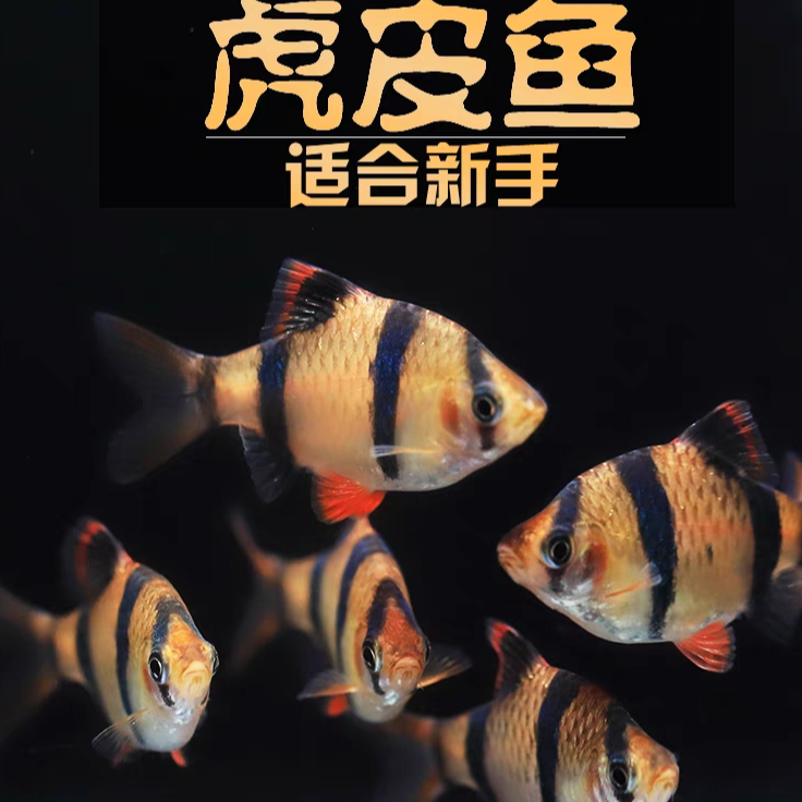 小型热带观赏鱼金色虎皮2-3厘米左右
