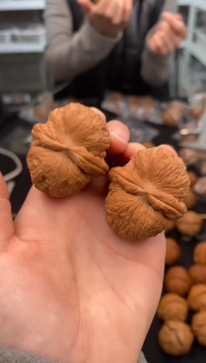 【闪购商品】文玩核桃把件元宝41-u497