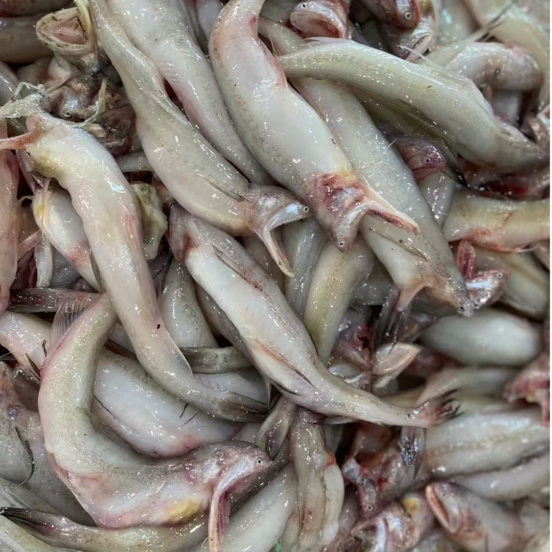 汕尾本港海捕豆腐鱼丝丁鱼