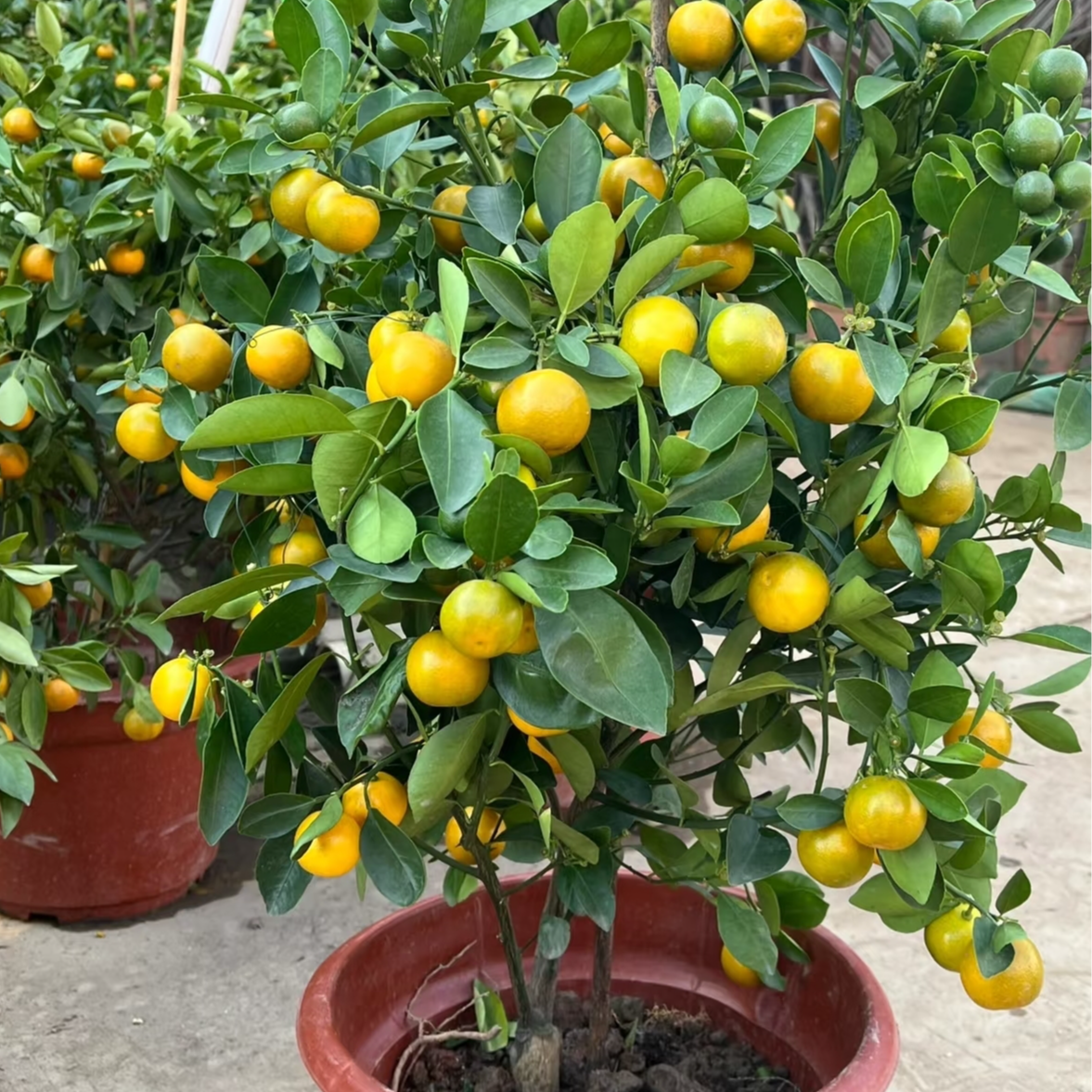 【带果】5年老桩加大加高四季金桔脆密金桔室内外南方北方观赏盆栽