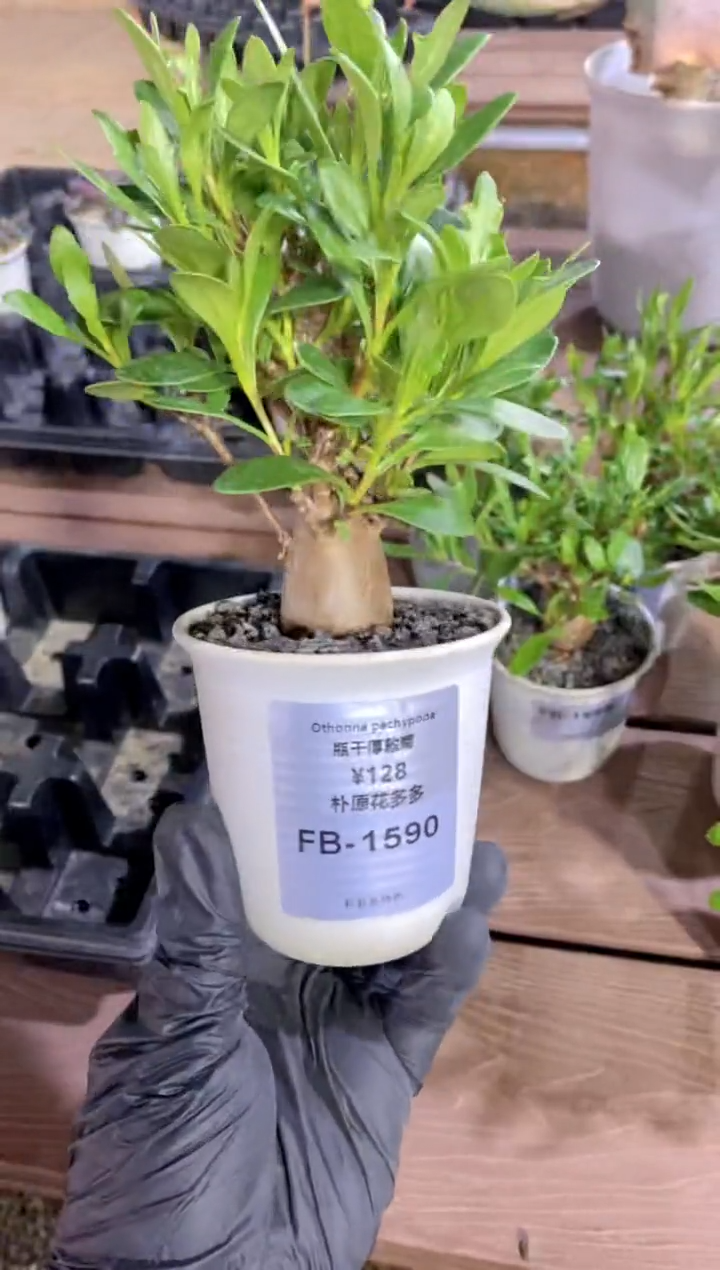 【闪购商品】瓶干厚敦菊FB-1590