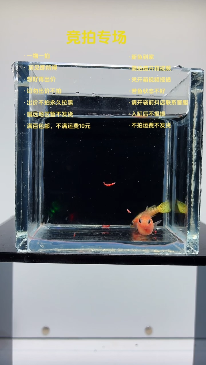 孔雀鱼黄蕾丝玻璃猫一对-83