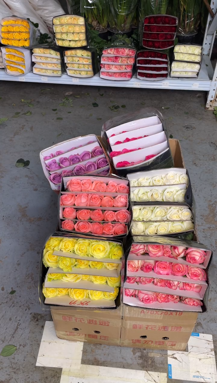 单头玫瑰60枝（任意3个品种）