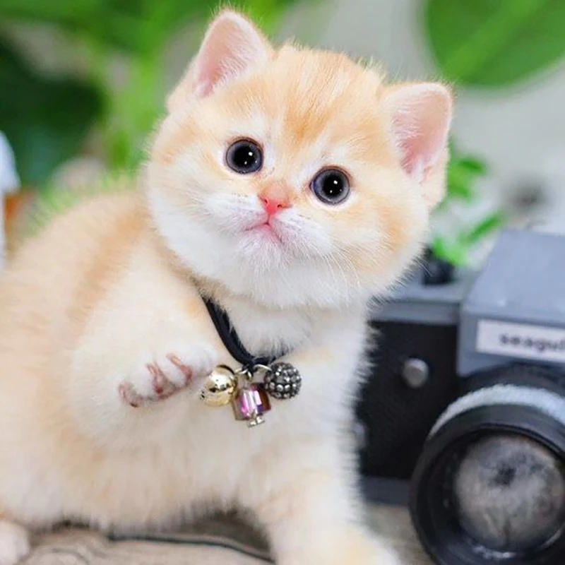 【发财】宠物猫活体金渐层英短猫幼崽幼猫