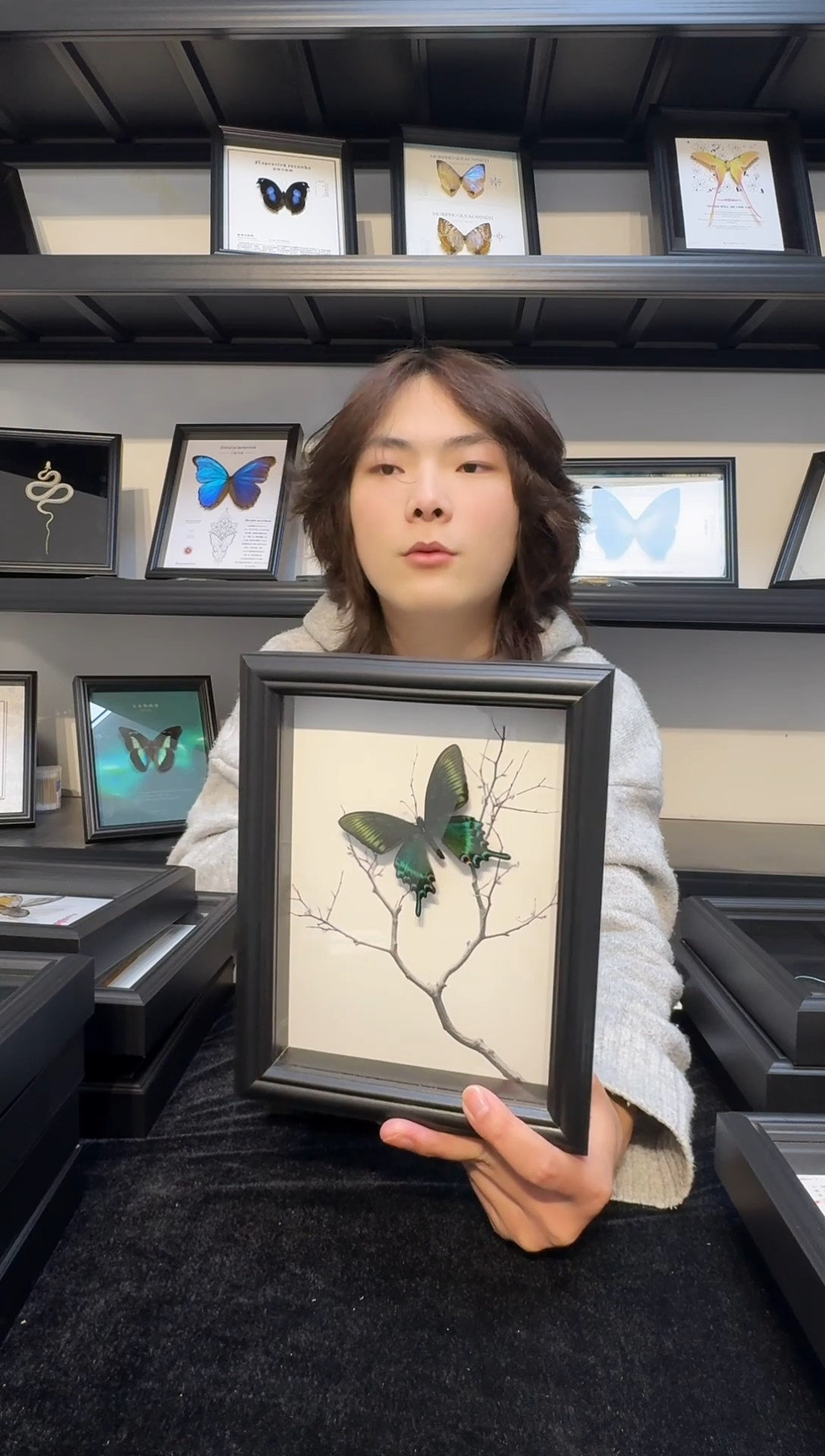 玻璃真实蝴蝶标本