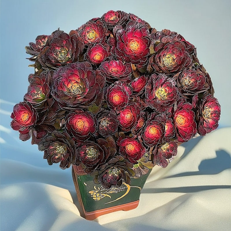 法师多肉植物多肉植物老桩大颗多头圆叶绿植盆栽多肉盆栽多肉大盆