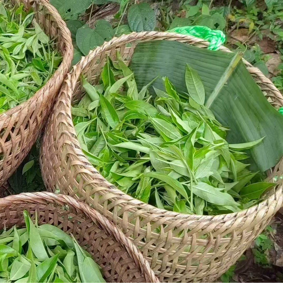 2025年弯弓古树春 头春散茶普洱茶生茶