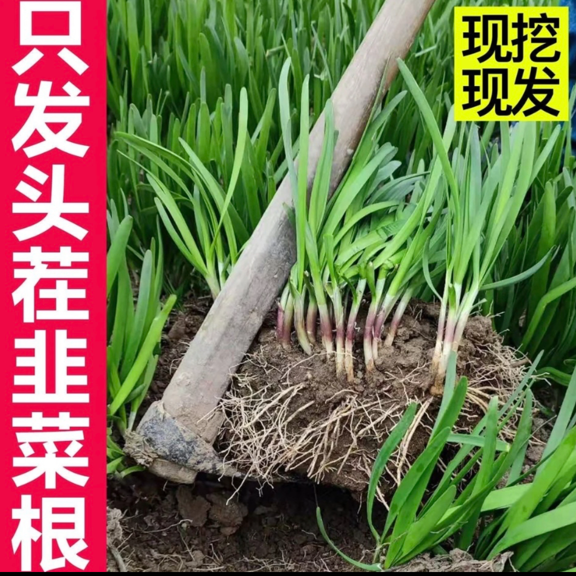 寿光现挖现发头茬宽叶韭菜根