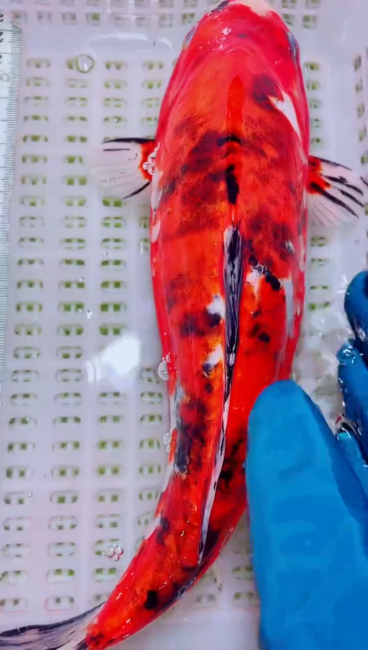 锦鲤血统锦鲤全场包邮118