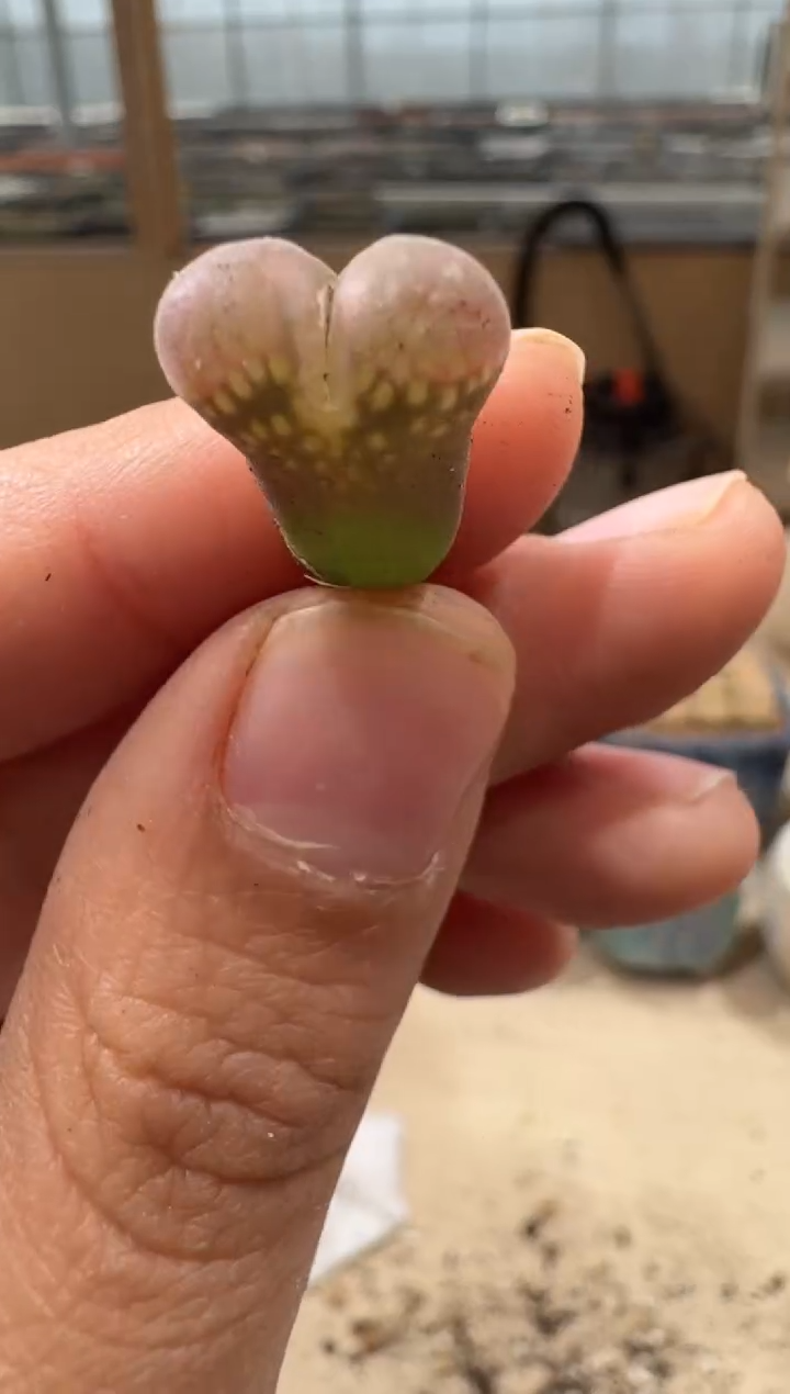 多肉植物肉锥2-116