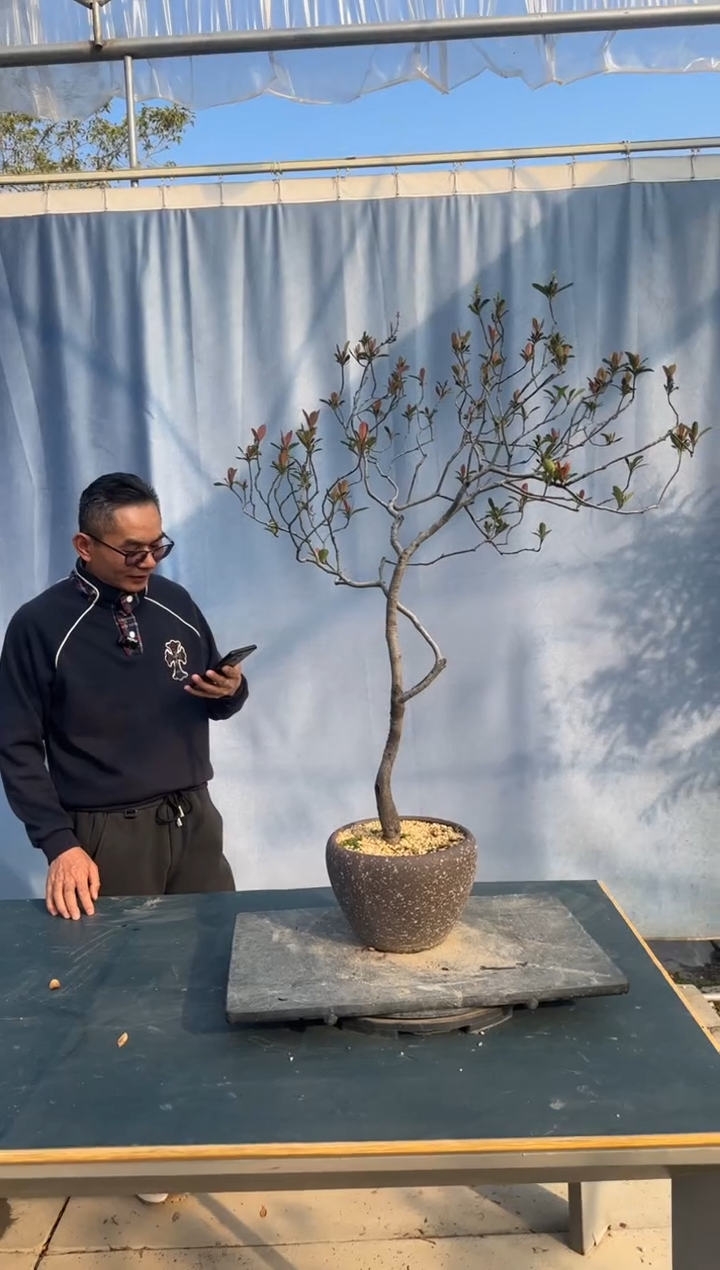 【闪购商品】盆景春花