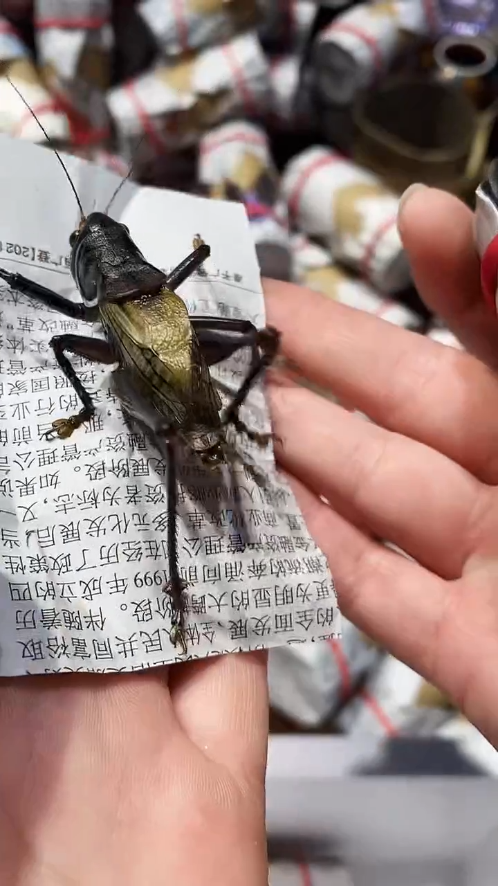 @****逗爬虫蝈蝈爬虫蝈蝈