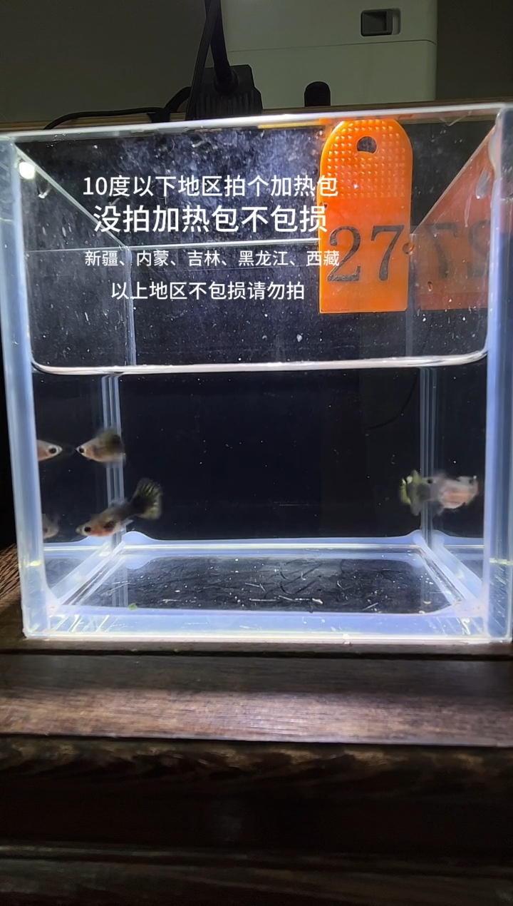 孔雀鱼小蜜蜂短体27