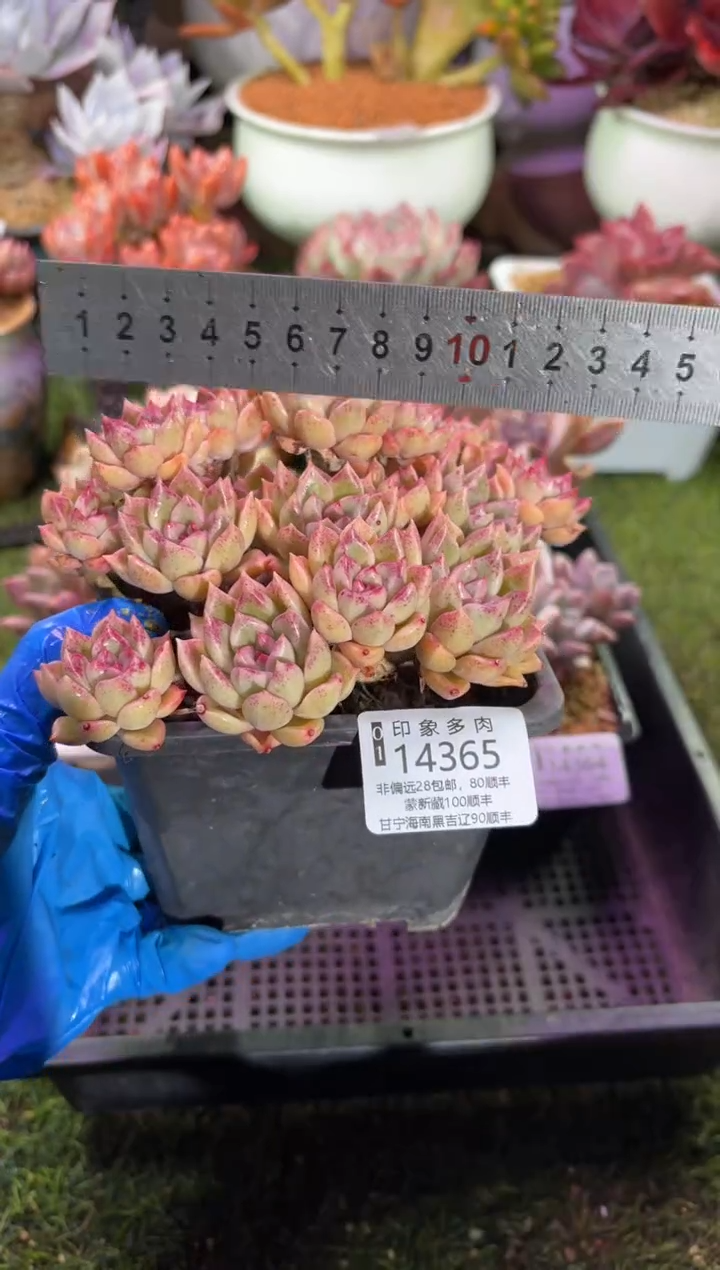 【闪购商品】14365