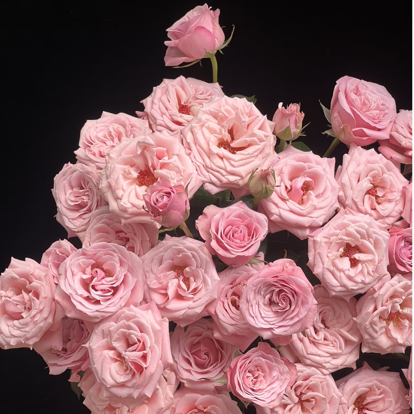 姆齐亚小姐  多头玫瑰-家养鲜花-云南基地直发