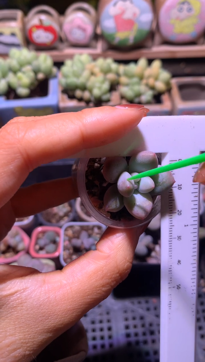 雪奶酪，满28包邮，不满发一个叶片到付