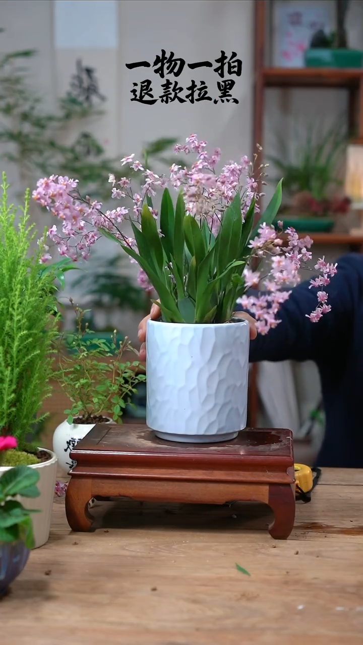 完全开放学**吖文心兰238