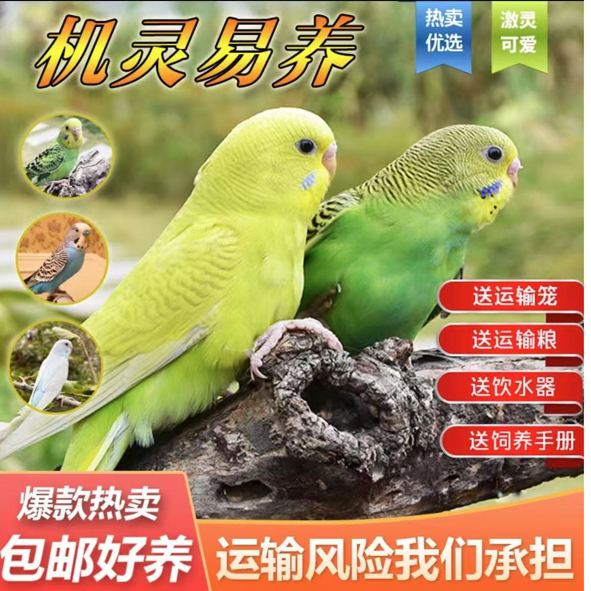 鹦鹉活鸟活物鹦鹉小鸟活鸟会学说话的鸟类活宠物