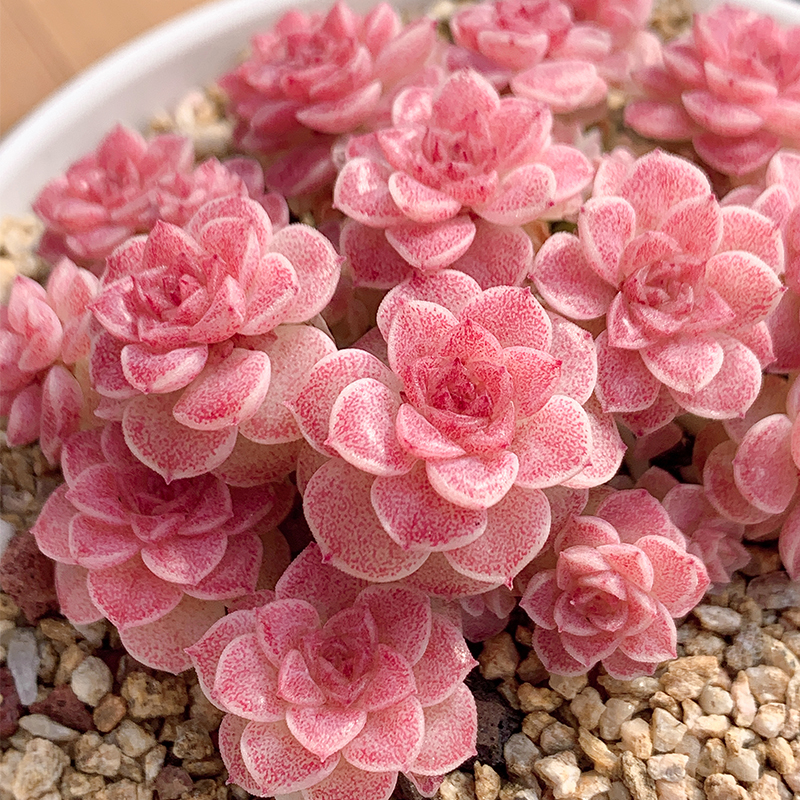 肉气球的花园61-70精品多肉一物一拍