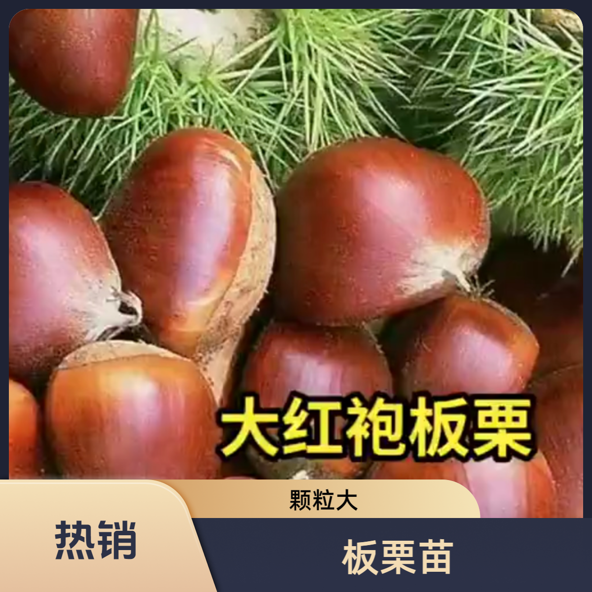 板栗苗盆栽地栽南北均可
