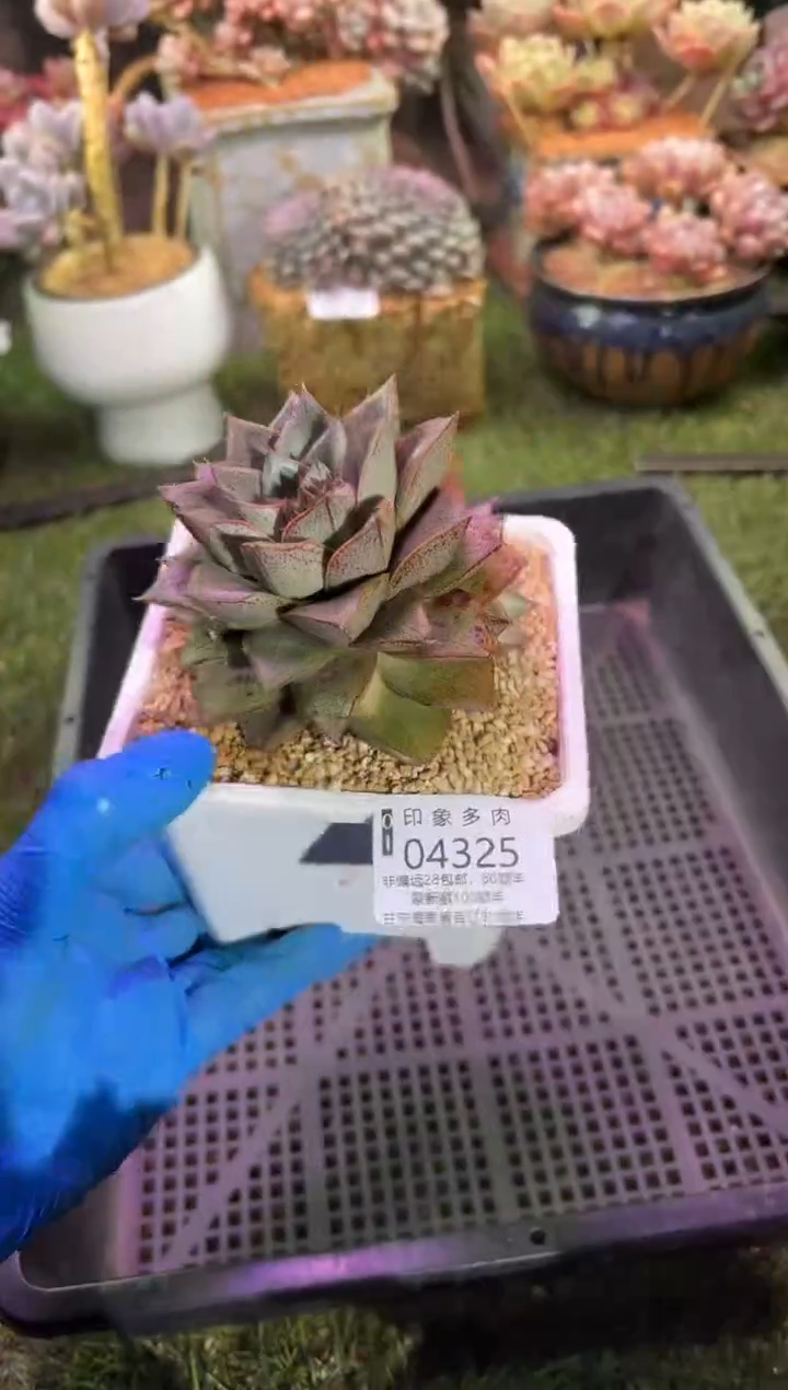 【闪购商品】04325