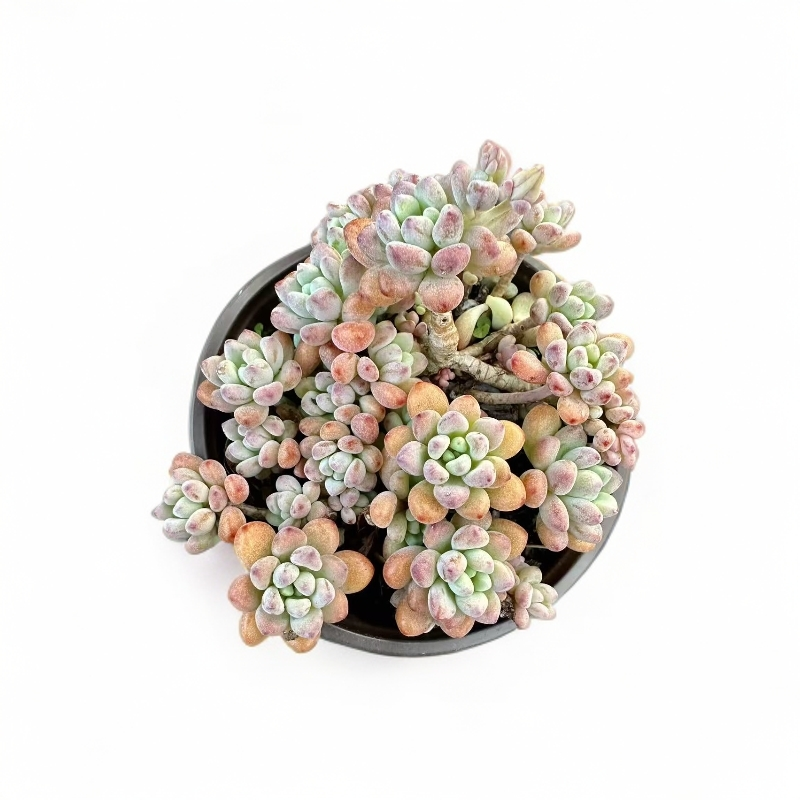 绿豆（任意两单包邮）