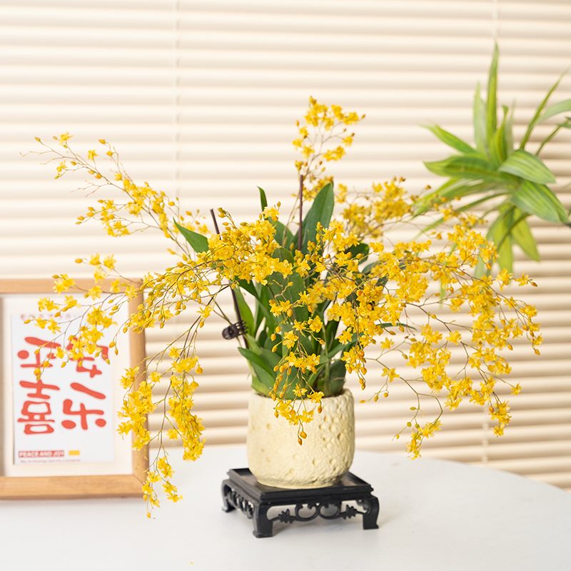 文心兰桌面盆栽22222