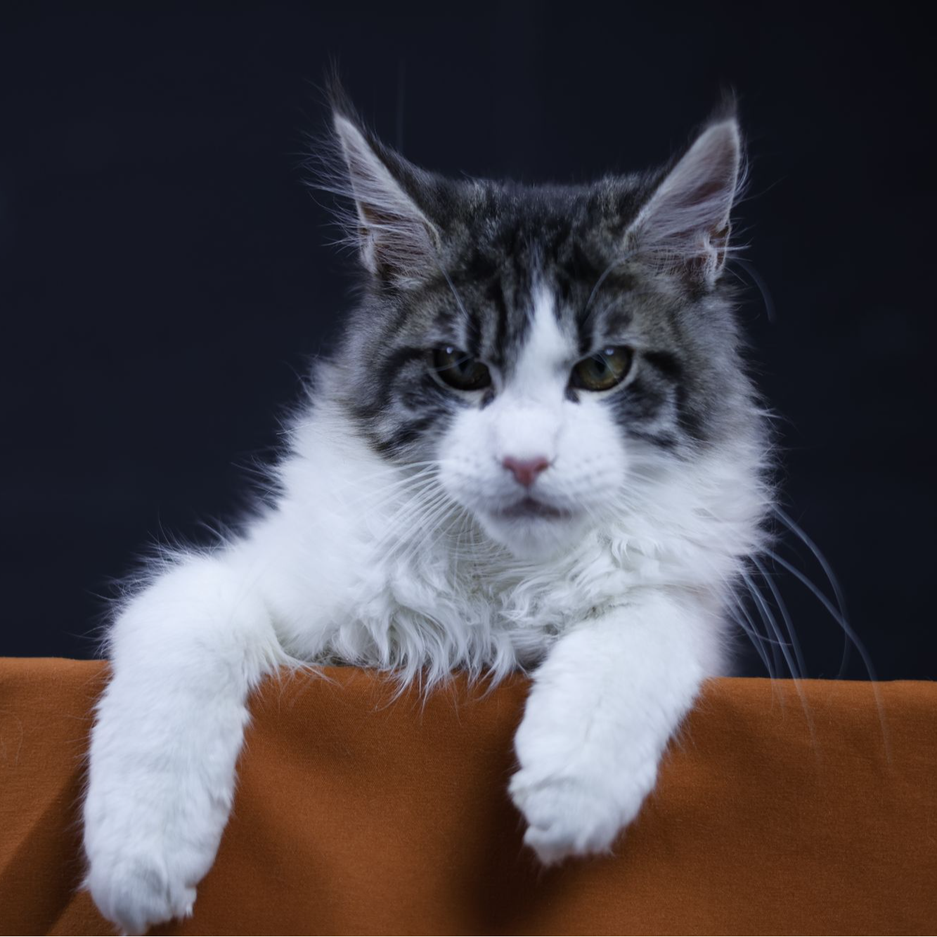 宠物猫棕虎斑加白缅因猫弟弟