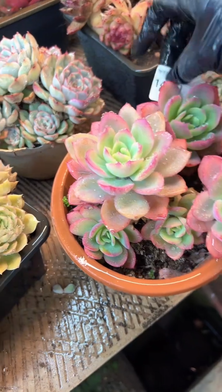 我**我多肉植物一物一拍14401