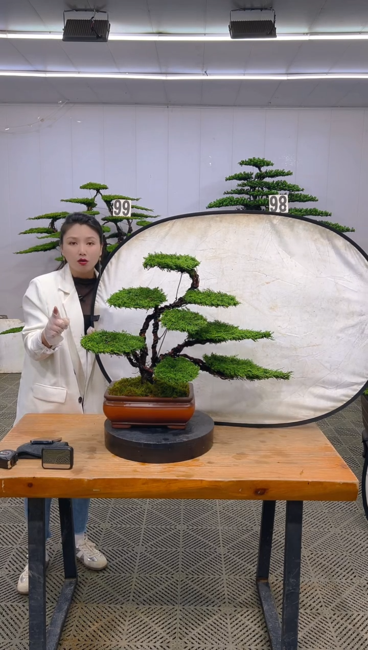 无花朵济州真柏盆景.......