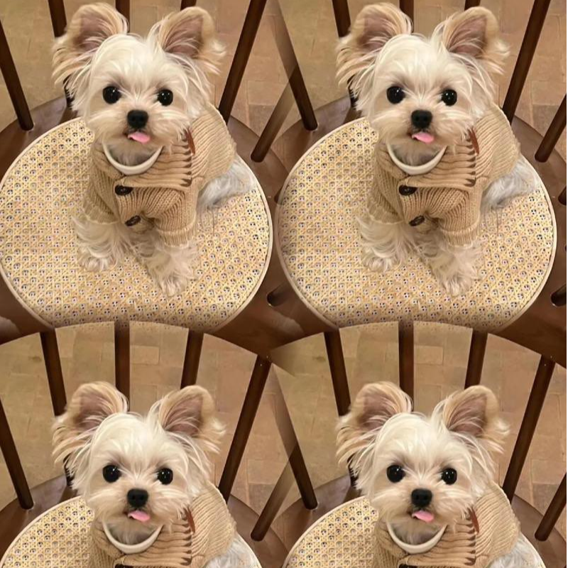 白小黑萌宠甄选宠物定金