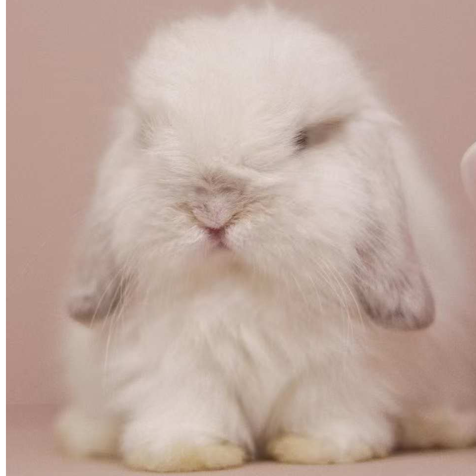 [豫皖兔舍精选]血统侏儒温柔兔活体宠物兔兔