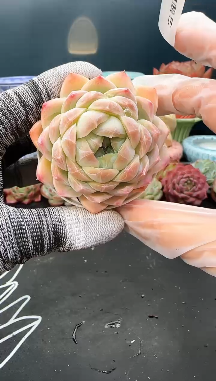 3106 梦瑶 冠幅6.5cm