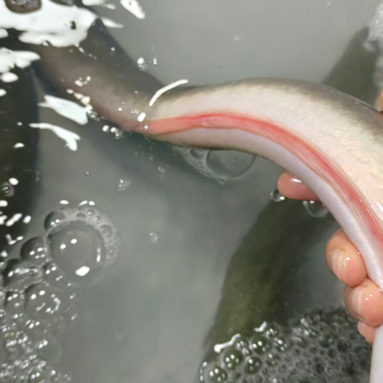 野生鳗鱼海鲜甲鱼鲜活发货直播间现场称重，一物一拍以直播间实物为准