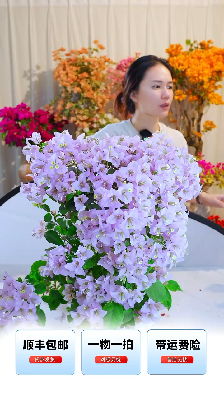 大部分开放少量花苞苹果花