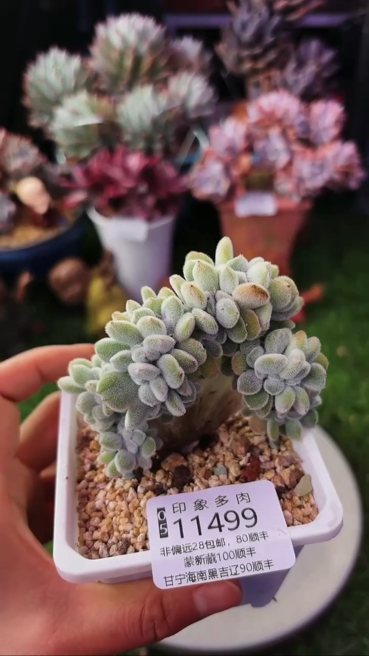 昆明印象多肉11499