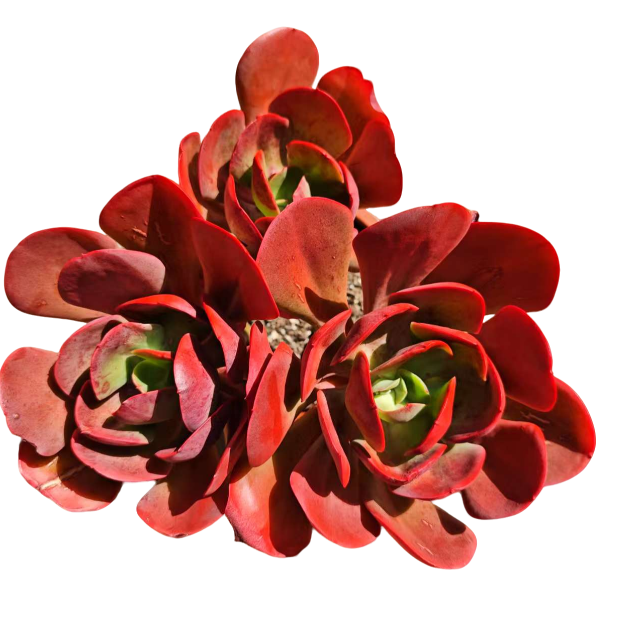 精品多肉 大唐玫瑰 