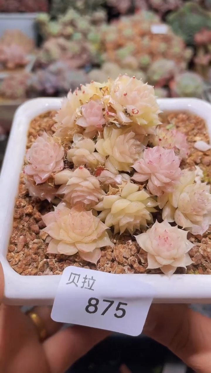 【闪购商品】875黄晶晶