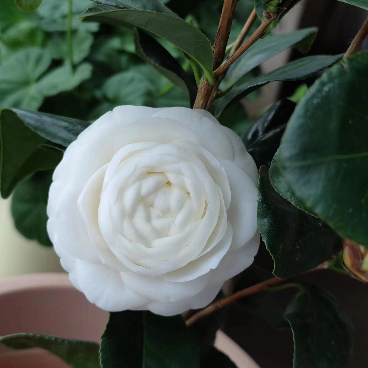 东方亮水晶茶花室内室外盆栽花卉绿植