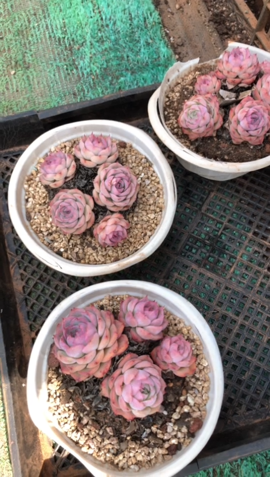 【闪购商品】侧影群6.9米