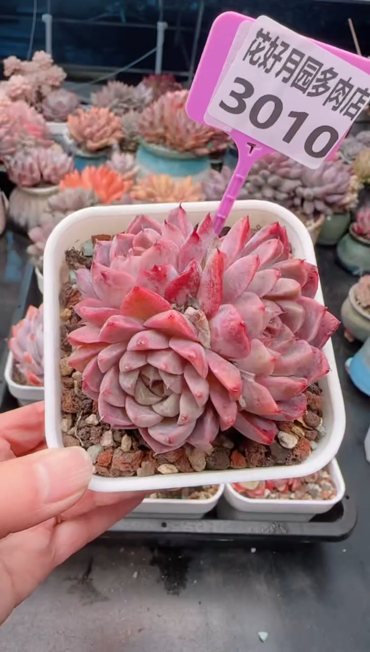 【闪购商品】3010.