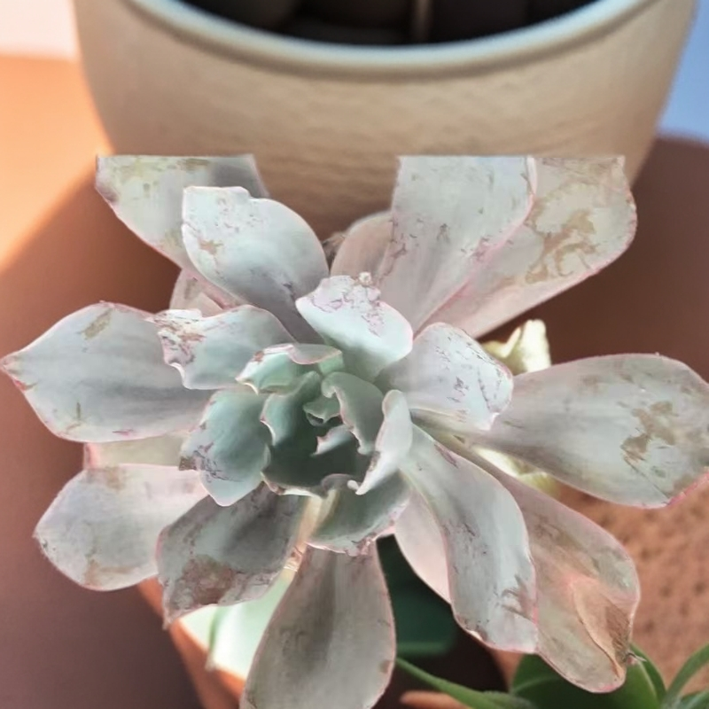 新手必备晚霞仙子多肉盆栽好养易活打造阳台小花园