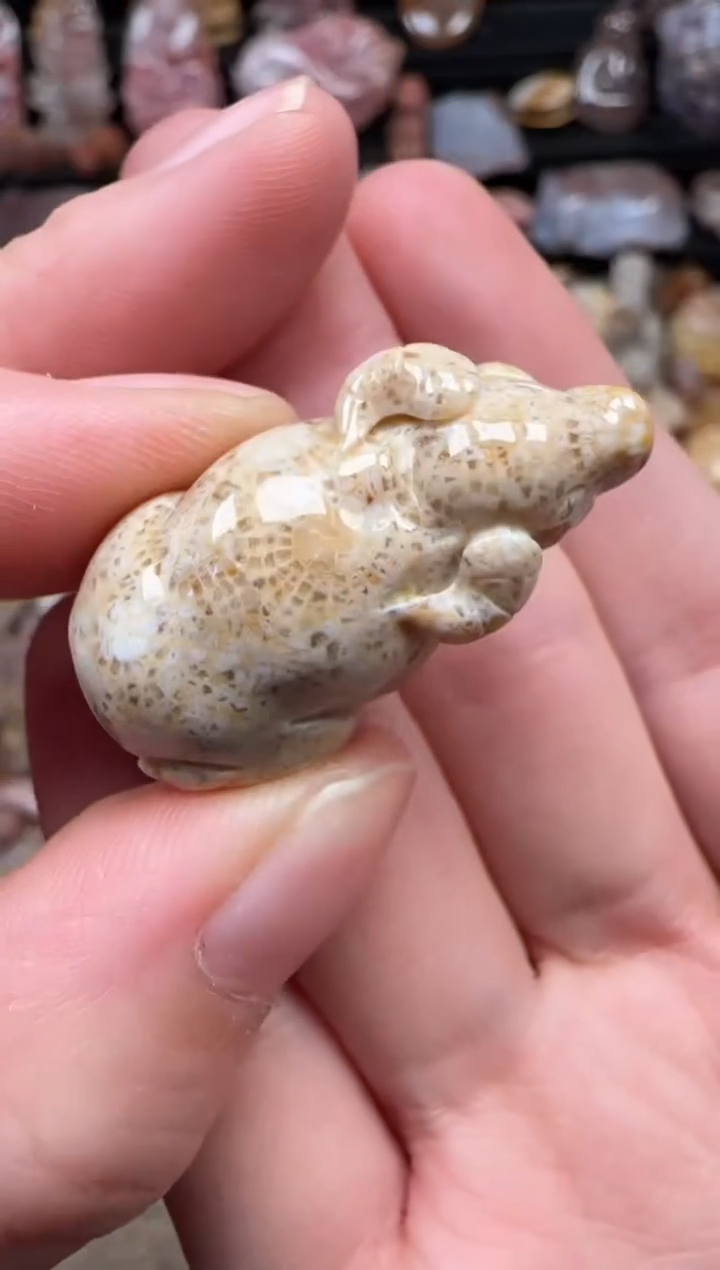 颈饰未镶嵌硅化珊瑚（珊瑚玉）561