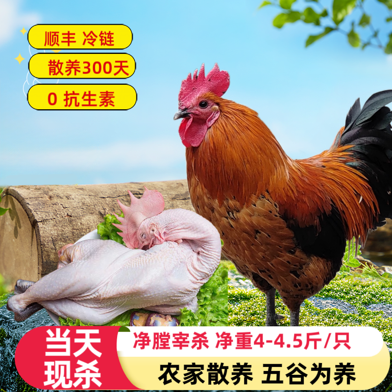 四川农家散养300天壮年跑山公鸡京东冷链 4-4.5斤/只