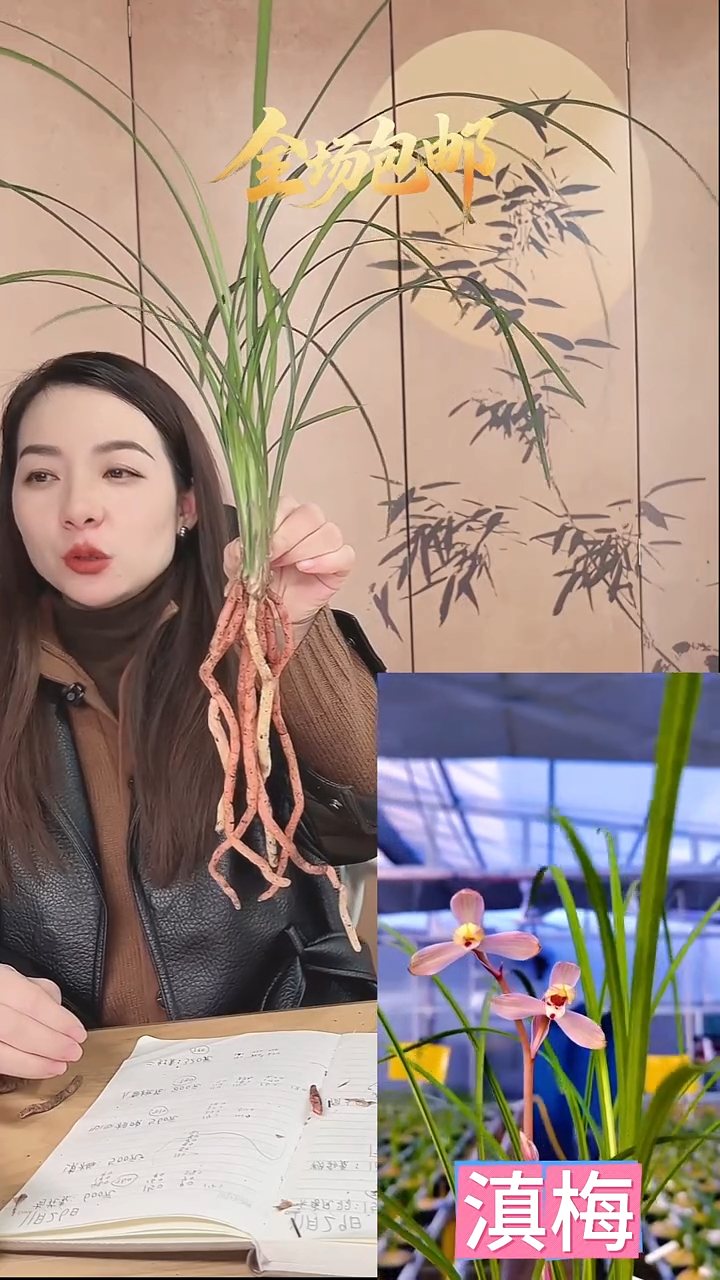 当前无花栽培后可以开花：滇梅