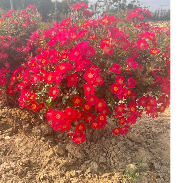 红一重月季原生苗嫌小勿拍都是老枝条嫁接繁育首选1棵包邮